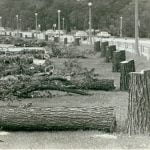 Tree Cut and Removal in Jackson Park for the Widening of Cornell Drive in Following Citizen Protests in September 1965 © Nancy Hays