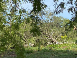 LOSS: Bulldozers Begin Clearing Woman’s Garden and 800 Old Growth Trees from Jackson Park for Obama Presidential Center Construction (Chicago 7 2017, 2018, 2019, 2020 & 2021)