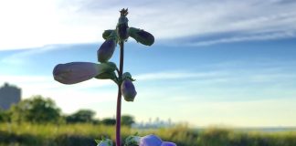 THREATENED: Openlands Letter Writing Campaign to Protect the South Shore Nature Sanctuary, and to Prioritize the Restoration of Jackson Park and South Shore Golf Courses