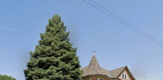 CHICAGO SUN-TIMES: Planted with love nearly 50 years ago, 54-foot blue spruce will be Chicago’s official Christmas tree