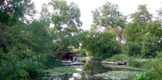 Chicago Tribune: Recollections of a visit to Lincoln Park’s Lily Pool with its architect, Alfred Caldwell, by Ron Grossman
